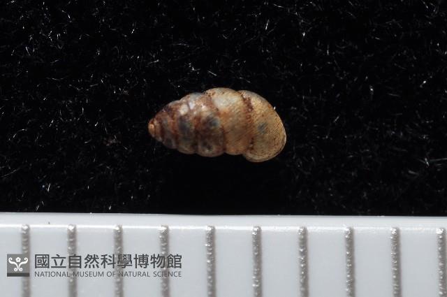 合歡芝麻蝸牛藏品圖，第3張