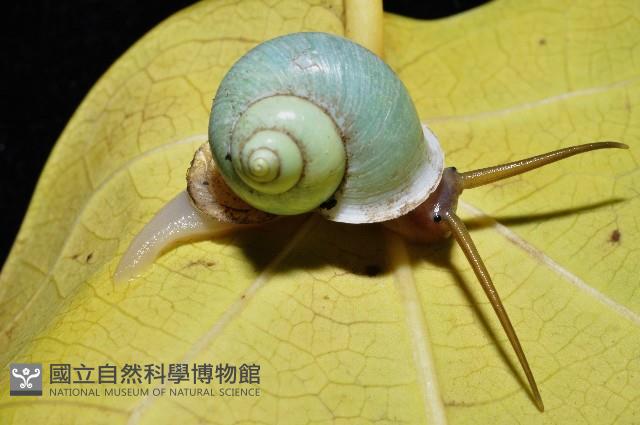 台灣青山蝸牛藏品圖，第3張