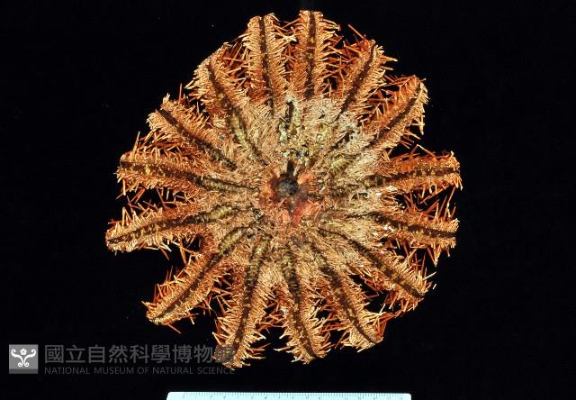 棘冠海星(長棘海星)藏品圖，第3張