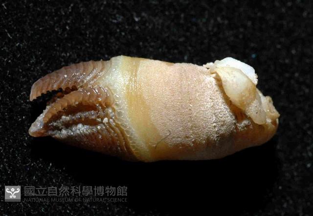 尼科巴石茗荷藏品圖，第3張