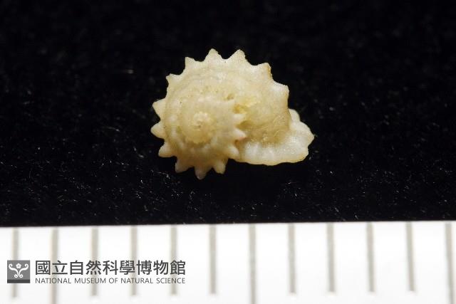 綠島花冠螺藏品圖，第3張