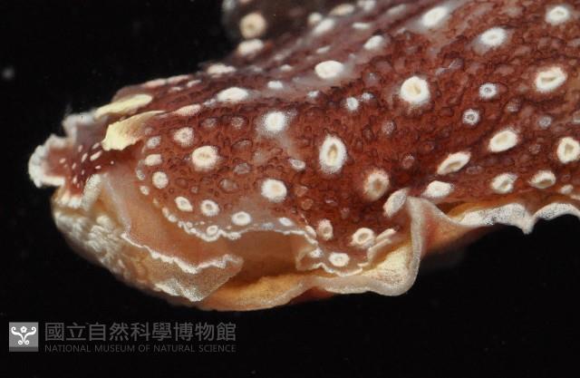 舌片鰓海蛞蝓藏品圖，第3張