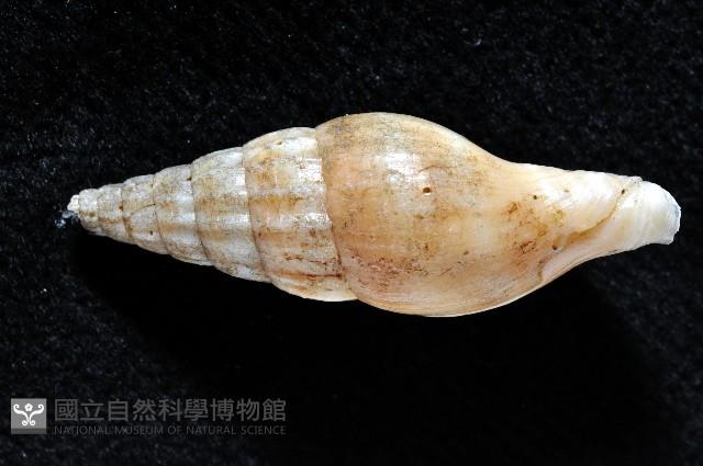 德華東沙蛹筆螺藏品圖，第3張
