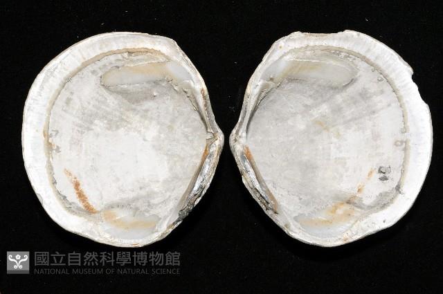 台灣滿月蛤藏品圖，第3張