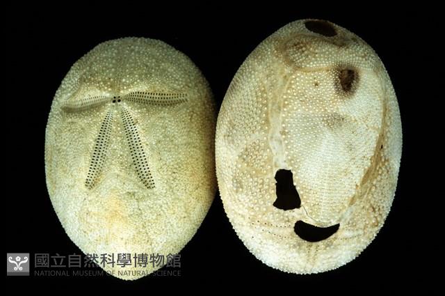 脊背壺海膽藏品圖，第3張