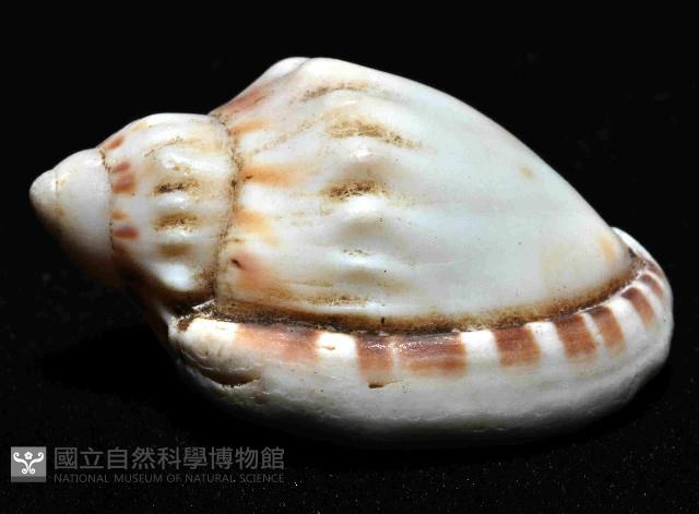 斑點小鬘螺藏品圖，第3張