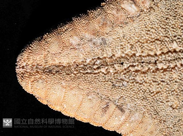 中華五角海星藏品圖，第3張