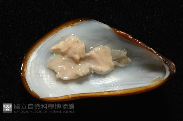 深海殼菜蛤的一種藏品圖，第3張