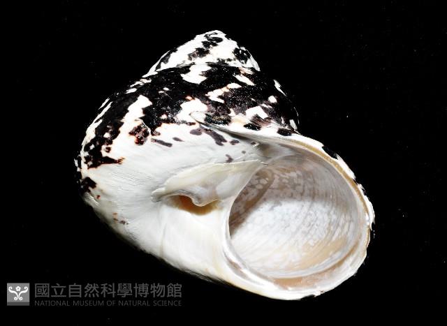 加勒比海鐘螺藏品圖，第3張