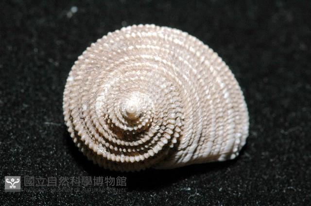 珍珠鐘螺藏品圖，第3張