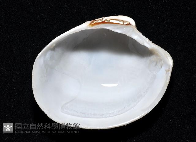 船首簾蛤藏品圖，第3張