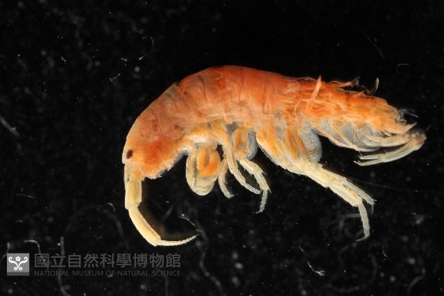 太平洋寬跳鉤蝦藏品圖，第3張