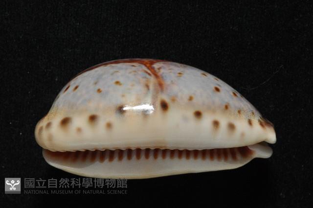 山貓寶螺藏品圖，第3張