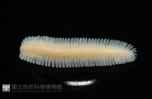 新種雄顎平馬陸藏品圖，第3張