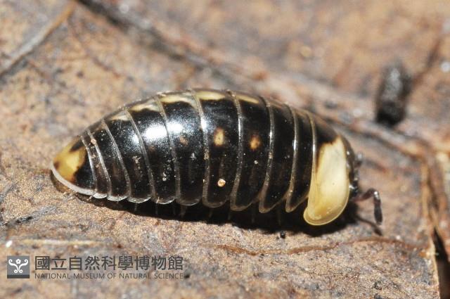 奇妙摩氏球馬陸藏品圖，第3張