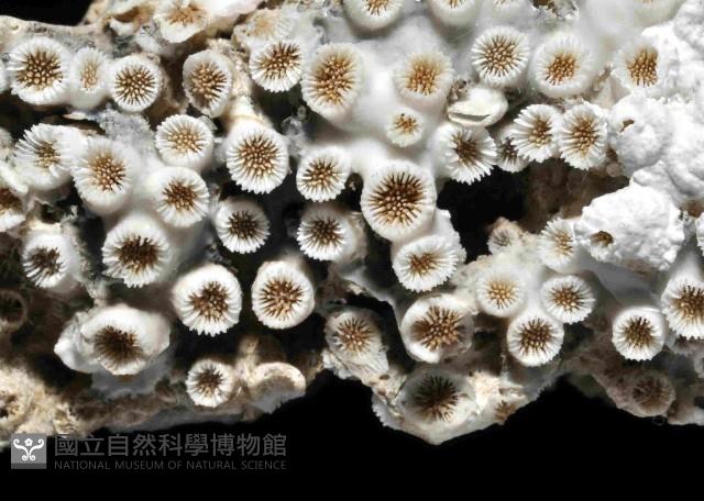 柴山多杯孔珊瑚藏品圖，第3張