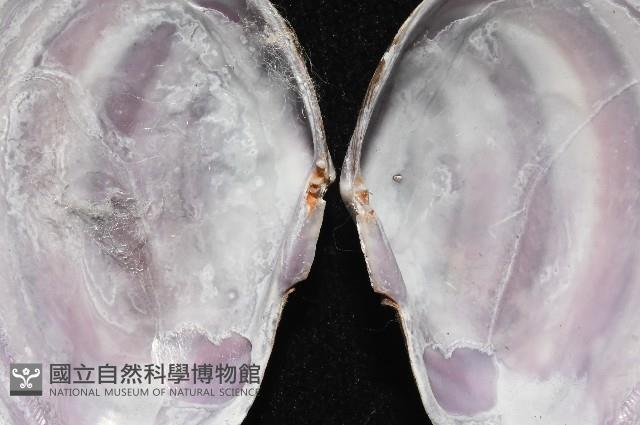 橄欖紫雲蛤藏品圖，第3張