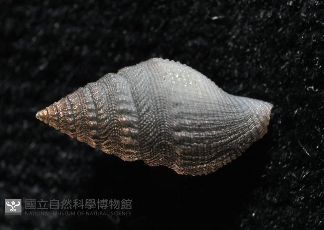 新種芋螺超科螺類藏品圖，第3張