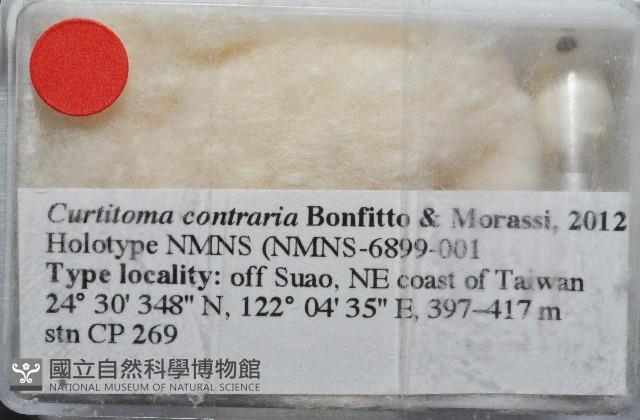 新種捲管螺類藏品圖，第3張