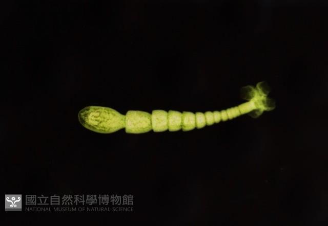 新種葉槽絛蟲藏品圖，第3張