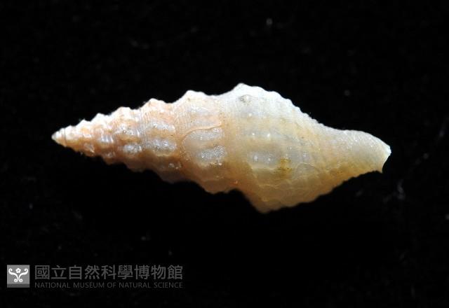 葉脈捲管螺藏品圖，第3張