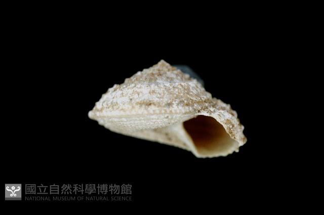 釋迦白鐘螺藏品圖，第3張