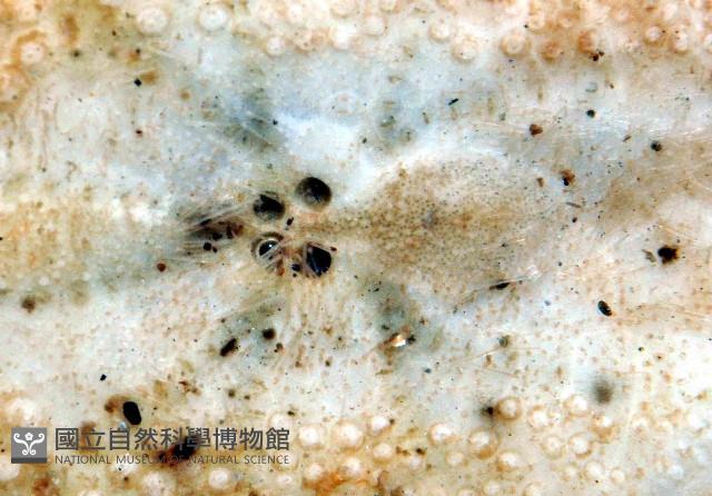 秀麗布萊海膽藏品圖，第3張