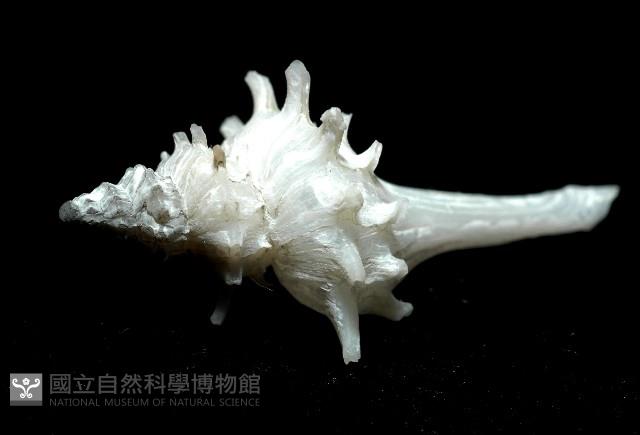 柯孫骨螺(新種)藏品圖，第3張
