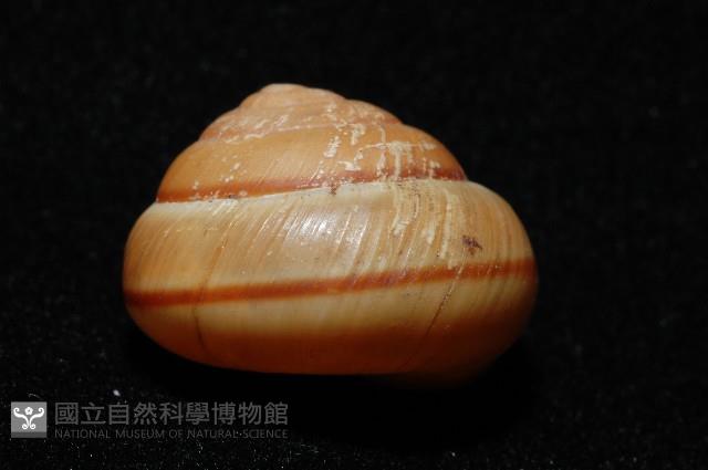 紅左旋栗蝸牛藏品圖，第3張