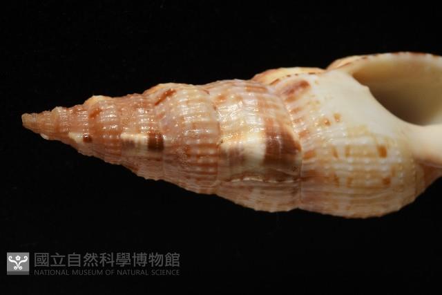 小平頭布紋螺藏品圖，第3張
