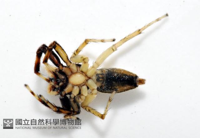 多色金毛蛛藏品圖，第3張
