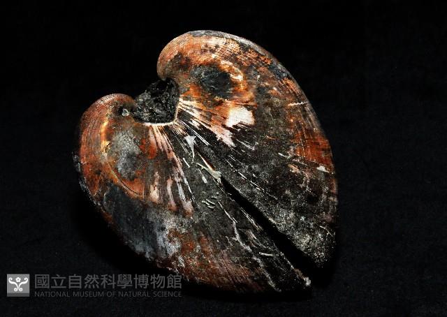 圓魁蛤藏品圖，第3張