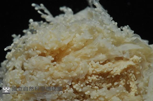 簇飾大結海葵藏品圖，第3張