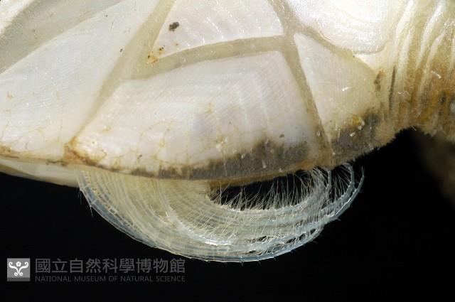 背刺直鎧茗荷藏品圖，第3張