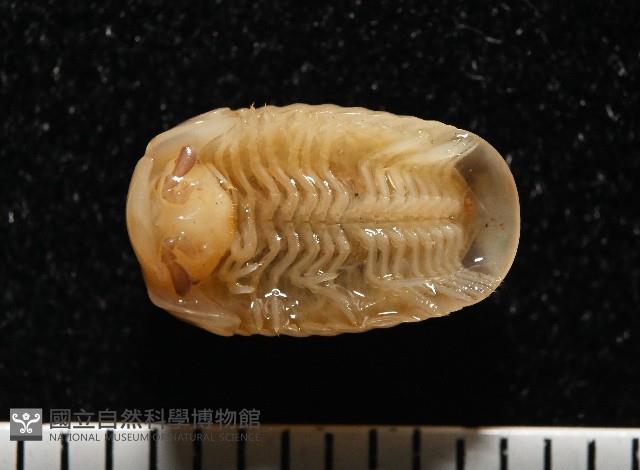 雙色木球馬陸藏品圖，第3張