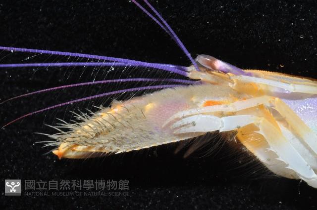 長眼阿蛄蝦藏品圖，第3張