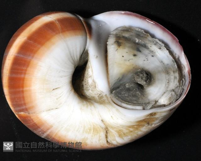 腰帶玉螺藏品圖，第3張
