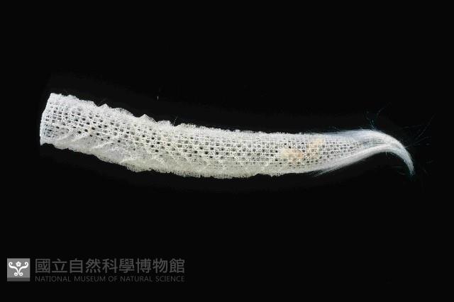 未知種偕老同穴海綿藏品圖，第4張