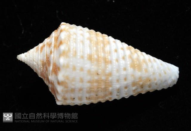 土生芋螺(新種)藏品圖，第3張