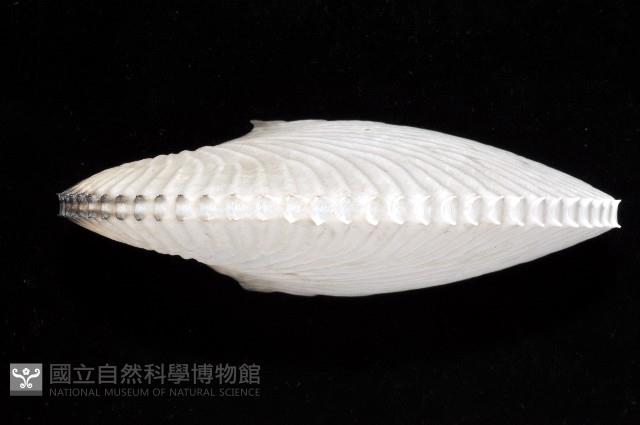 扁船蛸藏品圖，第3張