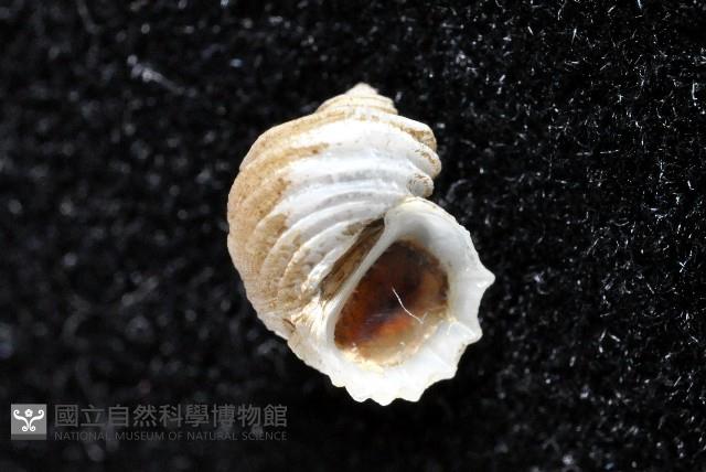呂氏堡螺藏品圖，第3張