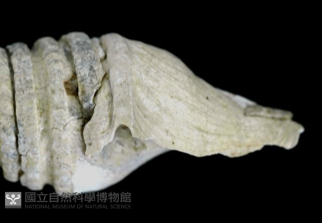 佛塔捲管螺藏品圖，第3張