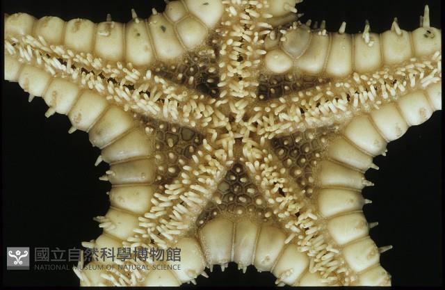 玉緣棘角海星(紫氏麗海星)藏品圖，第3張