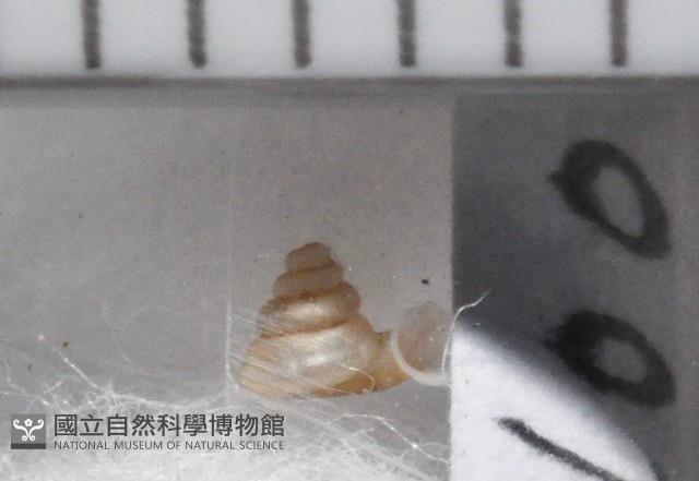 墾丁高口蝸藏品圖，第3張