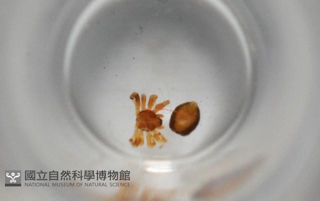 斑點微姬蜘藏品圖，第3張