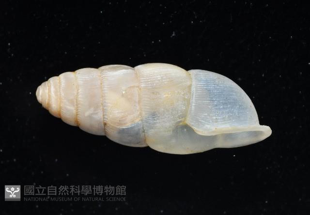 草包蝸牛藏品圖，第3張
