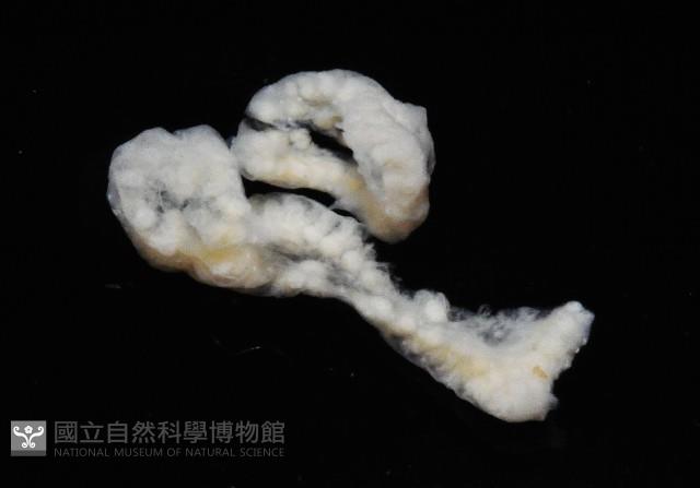 二段海鞘之一種藏品圖，第3張