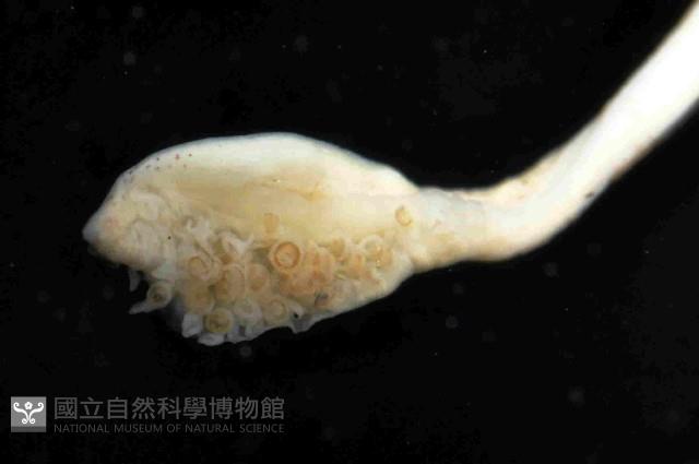絲腕烏賊(新種)藏品圖，第3張