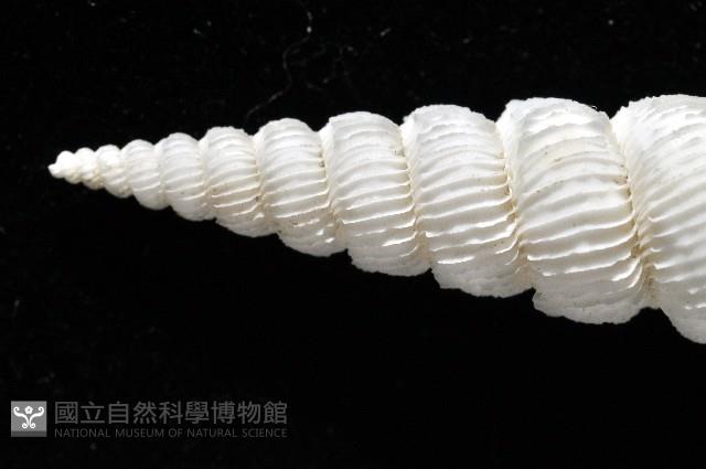 新種綺螄螺藏品圖，第3張