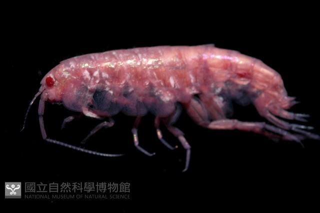 新種蘭嶼端足類藏品圖，第3張